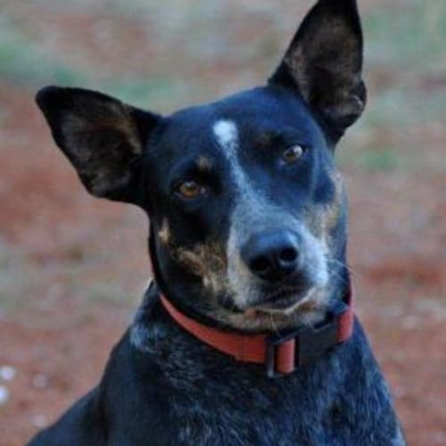 No photo for Gina (D1596 *Adopted*