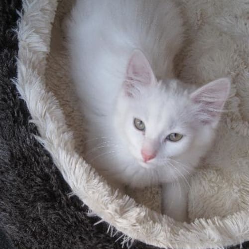 No photo for May Snow