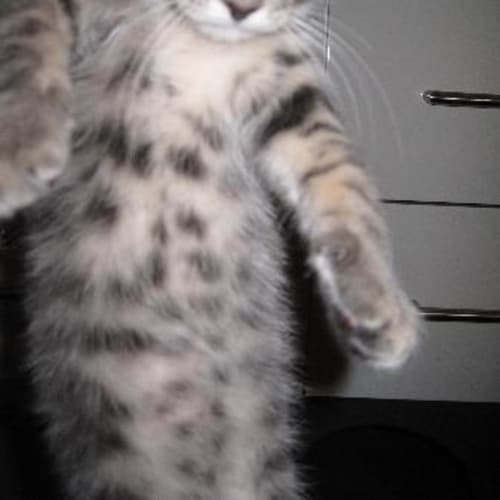 No photo for Leo