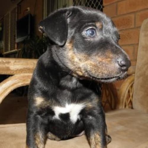 No photo for Breeze (D1599)