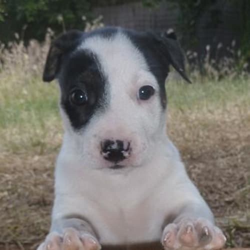 No photo for Gemmy (D1597) *Adopted*