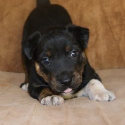 No photo for Mya (D1602)