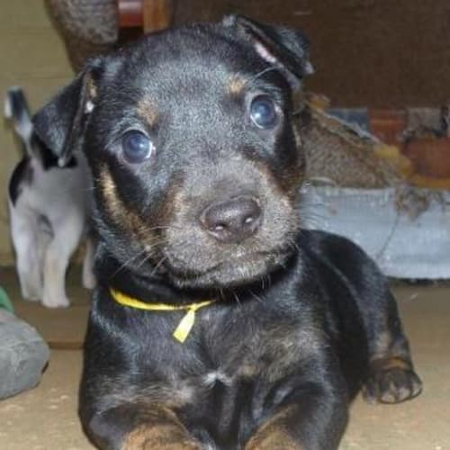 No photo for Tex (D1601)