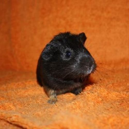 No photo for Lollipop