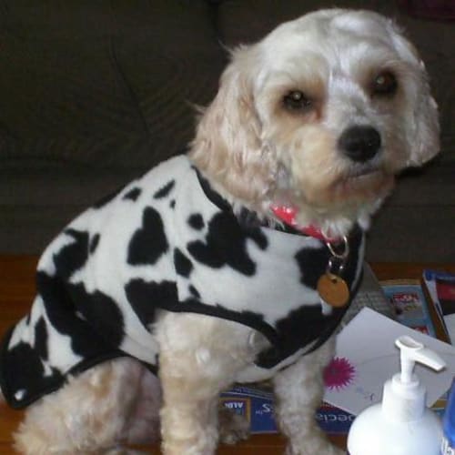 No photo for Lincoln  On Hold