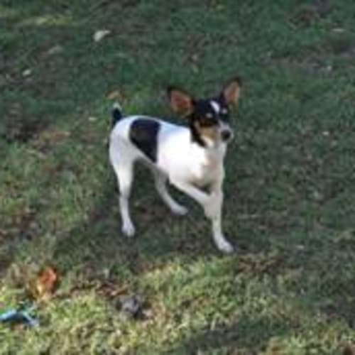 No photo for Jeda $250..