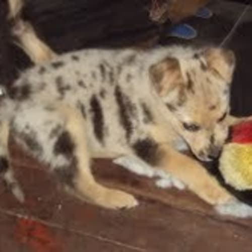 No photo for **Adoption Pending** Chewy