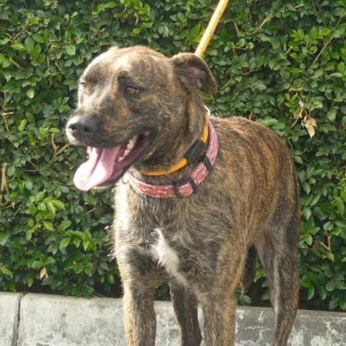 No photo for Imp # K52112