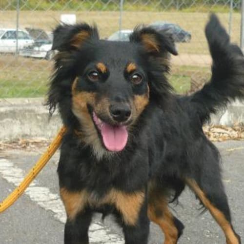 No photo for Imp # K52108