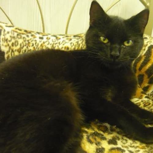 No photo for Imp # K53094