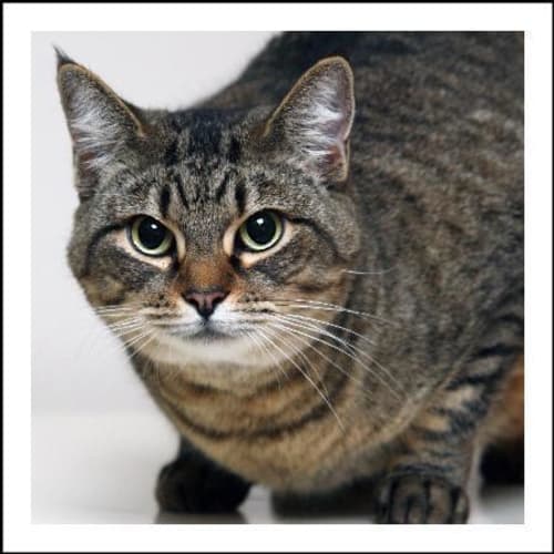 No photo for Saffron