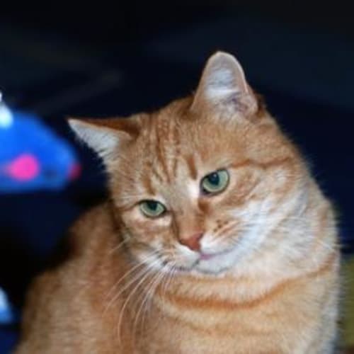 C7489 "Mrs Gingy"