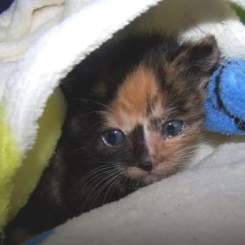 No photo for Carli  (Gladesville Area)