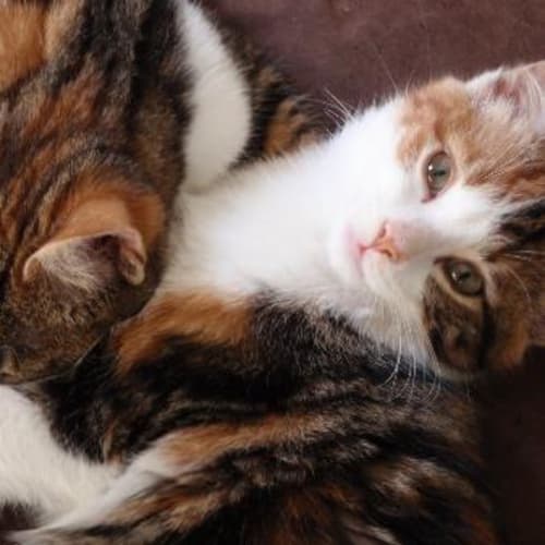 No photo for Tilly & Tessa