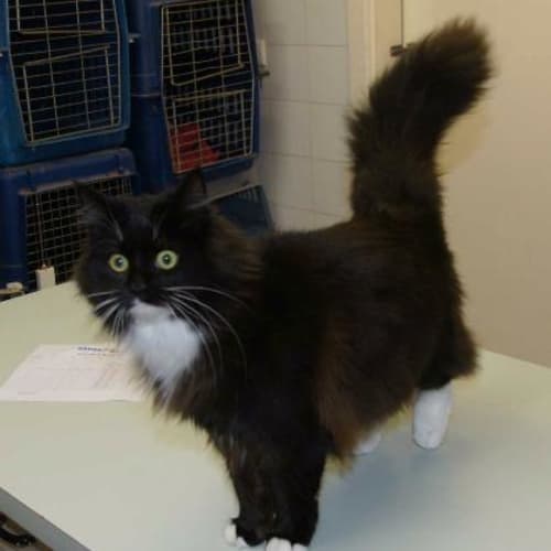 No photo for Huggett