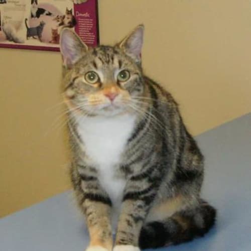 No photo for Whiskers