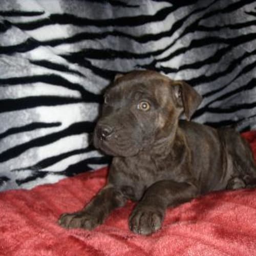 No photo for Lully"On Hold Pending Her Adoption"