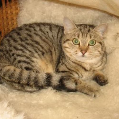 No photo for Angus Needs Foster/Adoption