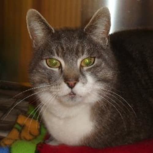 No photo for Harvey   The Perfect Older Person's Companion!