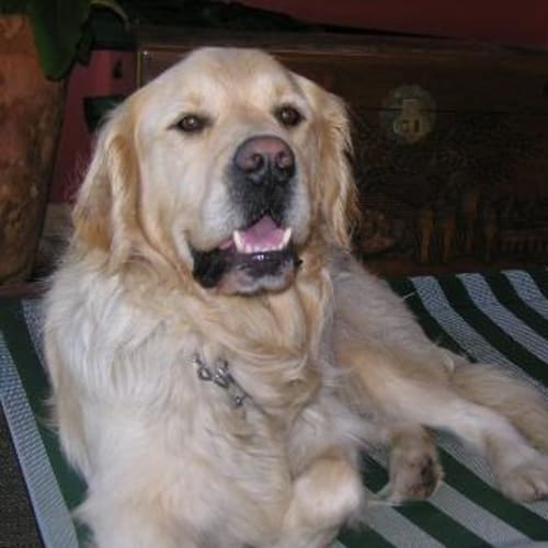 No photo for Chester