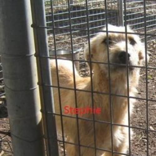 No photo for Stephie** Adoption Pending**
