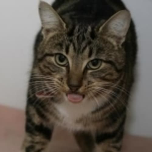No photo for Sparky