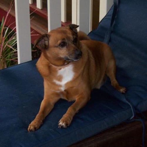 No photo for Buddy