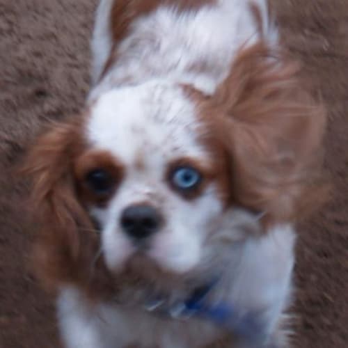 No photo for Scooby Doo   Adoption Pending