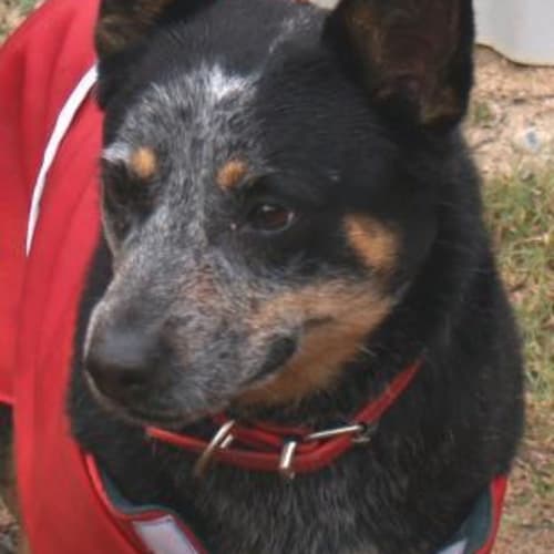 No photo for Pepper   A Wonderful Family Dog