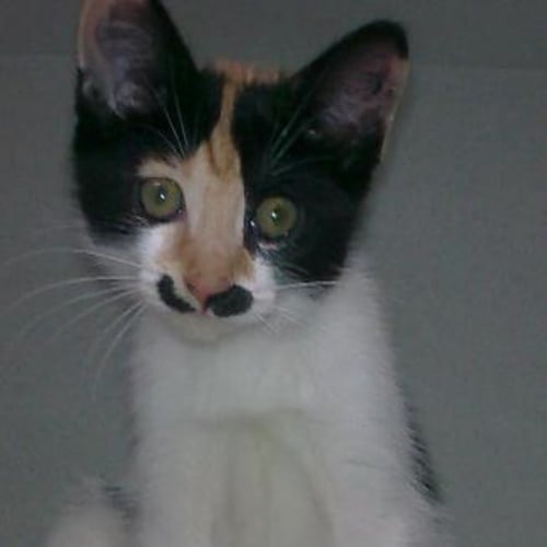 No photo for Rosalie