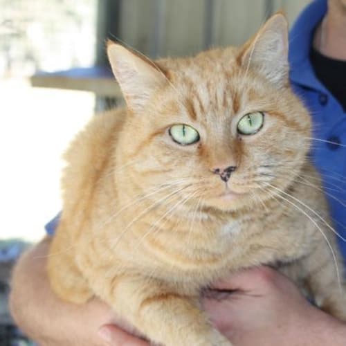 No photo for Pumpkin