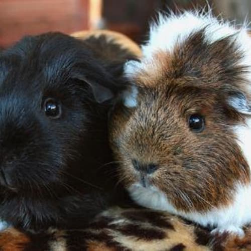 No photo for Apple And Adele