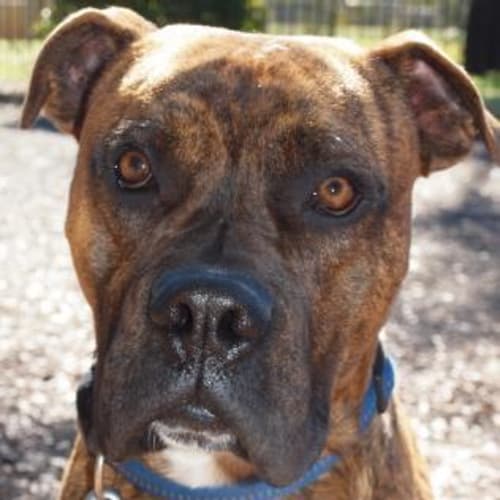 No photo for Scooby   I'm On Trial My New Home