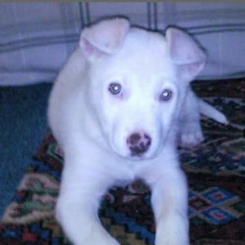 No photo for Sheila   On Hold