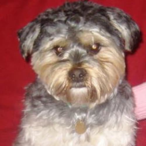 Hamish