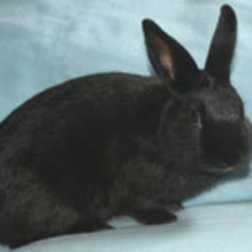 Merlin
