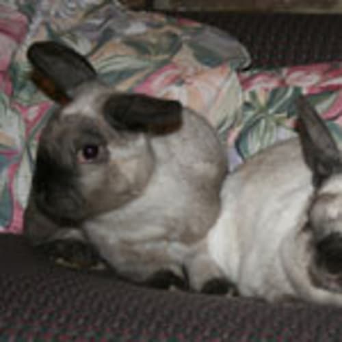 Max and Fern
