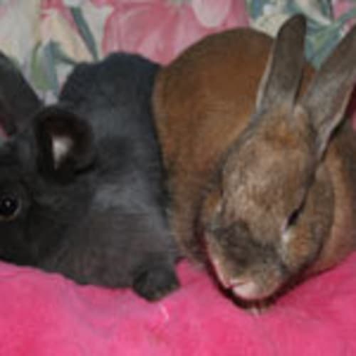 Mandy and Pepper