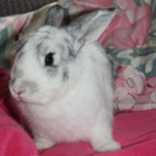 Shiloh