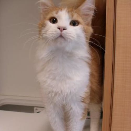 No photo for Catnip