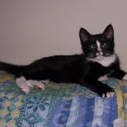 No photo for Smudge