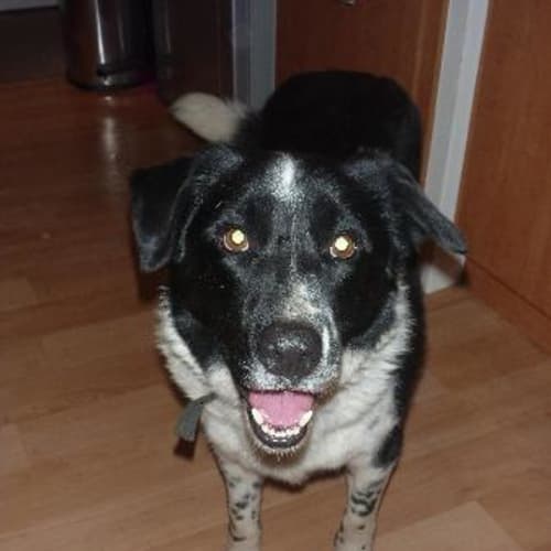 No photo for **Adoption Pending** Carter