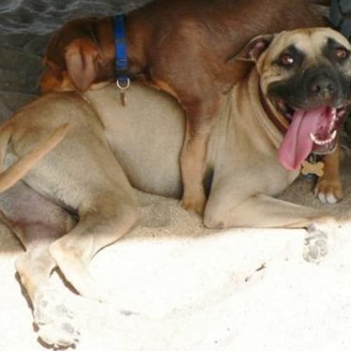 No photo for Buddy (D1633)*Adopted*