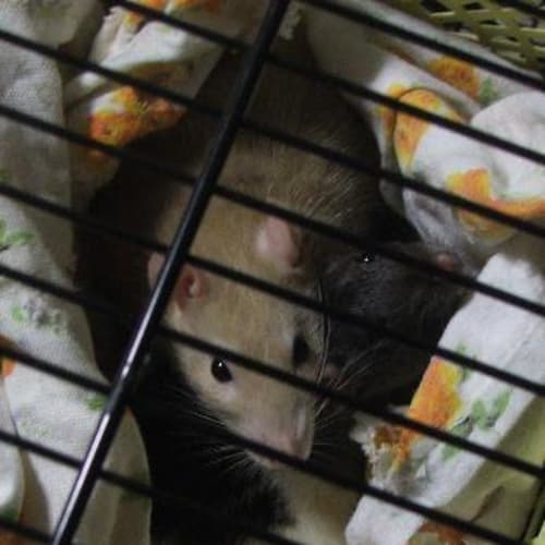 No photo for Remy And Maizy (Urgent!)