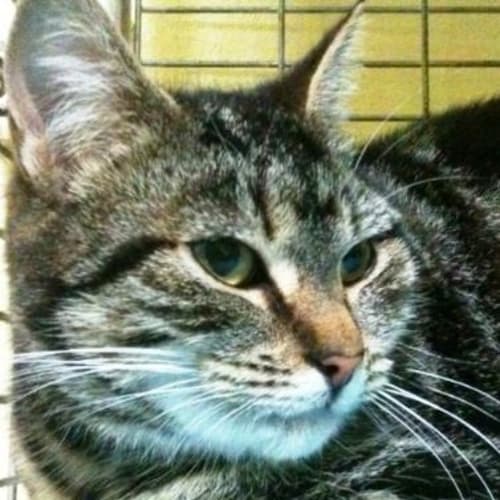 No photo for **Princess** Urgent Due To Be Killed Monday!