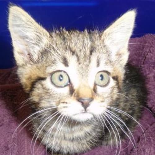 No photo for Smirnoff