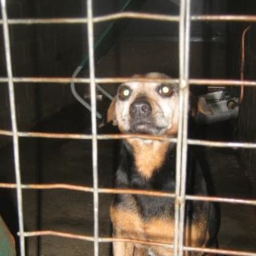 No photo for Sweet Little Older Gent   Odie