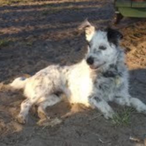 No photo for * Adoption Pending* Teddy