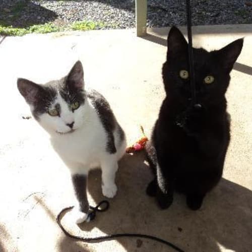 No photo for Rescues $50