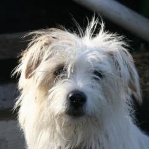 Widget Is Trying A New Home!!